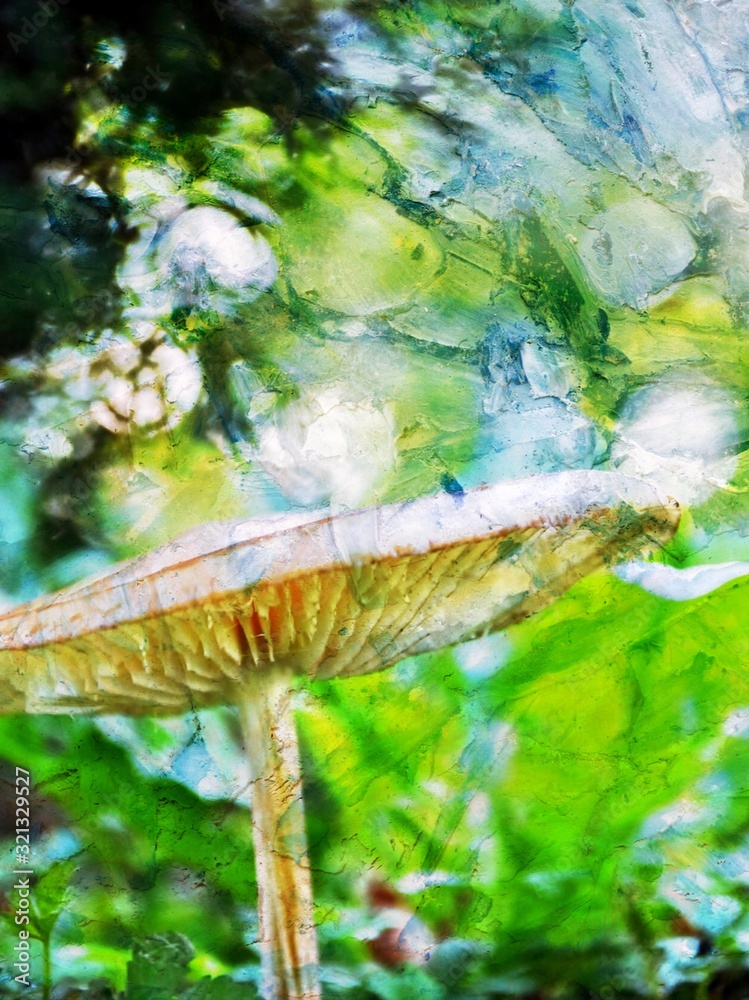 Close up of a wild mushroom in Autumn light
