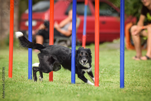 Tricolor border collie in agility slalom on Ratenice competition. Amazing day on czech agility competition in town Ratenice it was competition only for large. photo