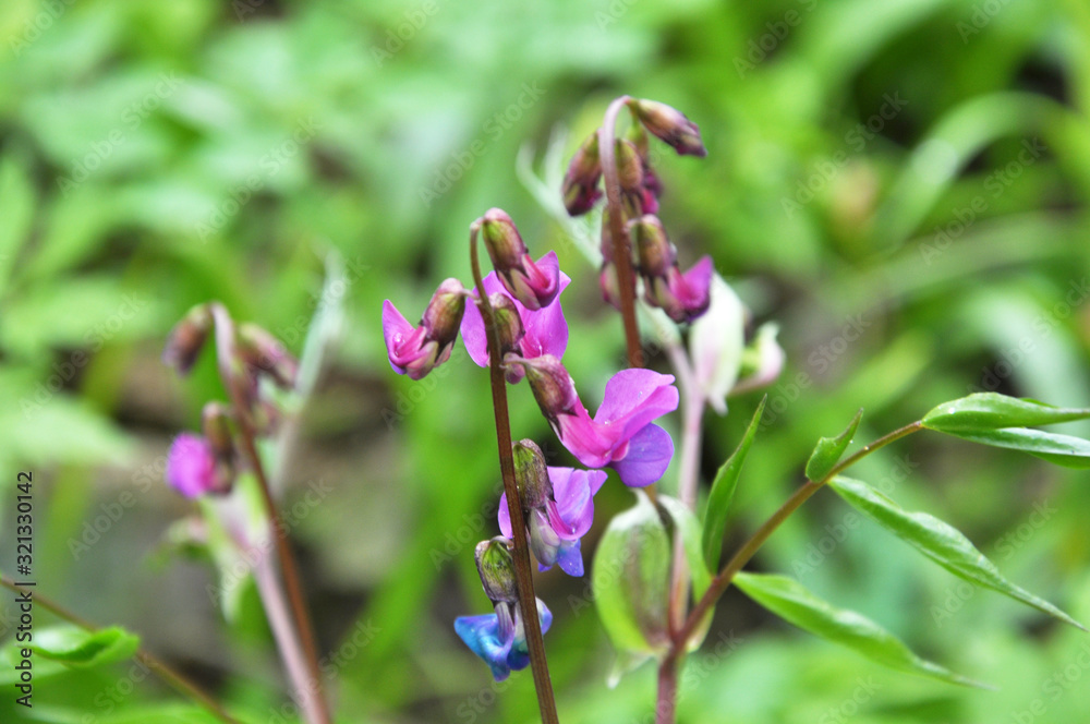 Lathyrus vernus blooms in spring in the forest Lathyrus vernus blooms in spring in the forest