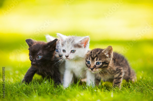 Close up portrait of three little kittens