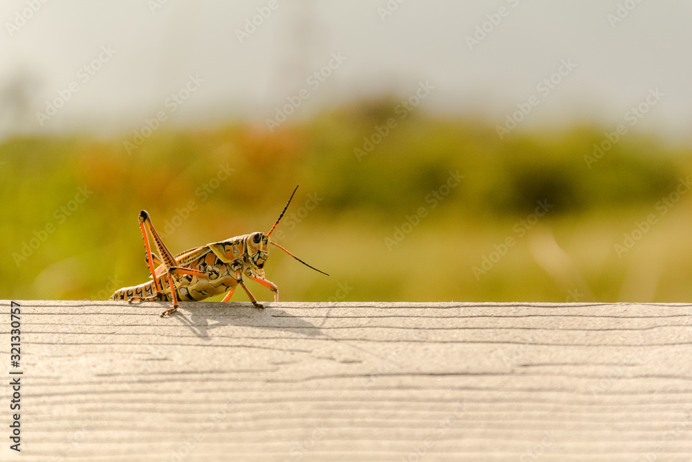 Lubber grasshopper sitting on a rail in Everglades National Park Lubber grasshopper sitting on a rail in Everglades National Park