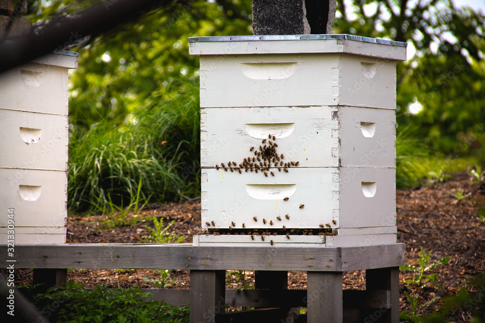 Honeybees crawling around their hive in an apiary Honeybees crawling around their hive in an apiary