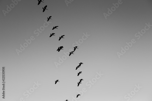 Ducks flying in formation in the sky for annual migration