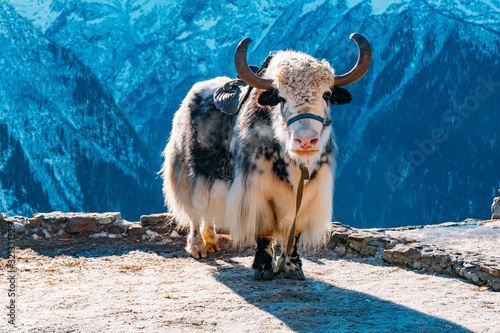 Saddled domestic yak in Caucasian mountains at sunny day photo