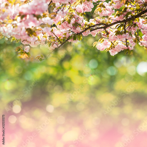 Sakura blossom tree over green natural bokeh