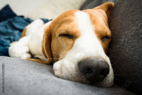 Beagle dog tired sleeps on a couch in funny position. © Przemyslaw Iciak