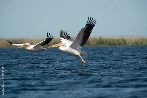 Two pelicans shortly after starting from a lake with some green grass in the background, a slightly moved surface of the blue lake and blue sky
