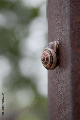 snail on a branch