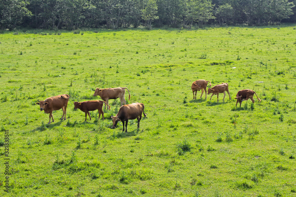 Cows on green grass. View of Kolkheti National Park. Summer, green landscape Georgia country.