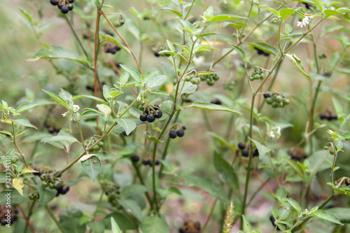 Black nightshade with berries and flowers