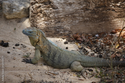 alert endangered blue iguana in dirt on ground