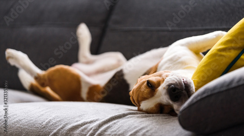 Photo Beagle dog tired sleeps on a couch in funny position.