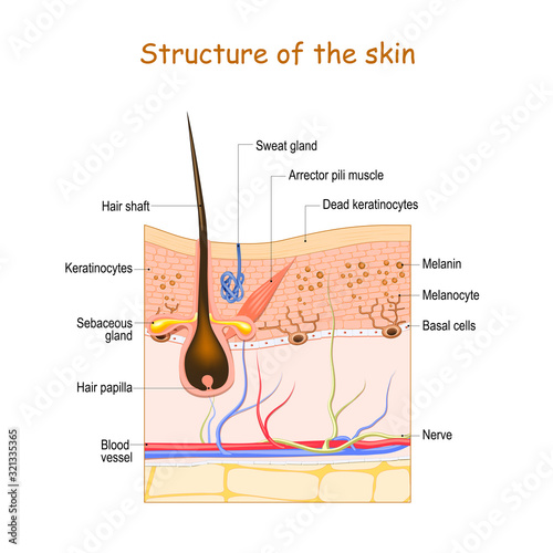 Skin layers with hair follicle, sweat gland and sebaceous gland. Cell structure of the Human skin. vector illustration