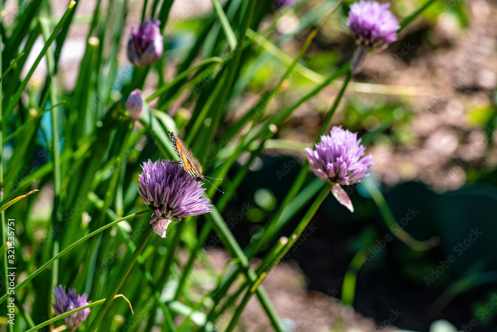 Small tortoiseshell pollinating and looking for neсtar in blooming chive onion purple violet flowers, sunny day, close up photo Small tortoiseshell pollinating and looking for neсtar in blooming chive onion purple violet flowers, sunny day, close up photo