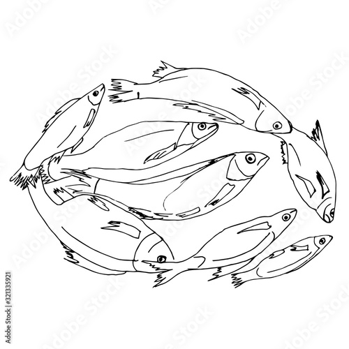A quick sketch of a river fish lying in a circle. Fisherman's catch, drawn by hand, outline. The theme of sports fishing, sketching with a black line.