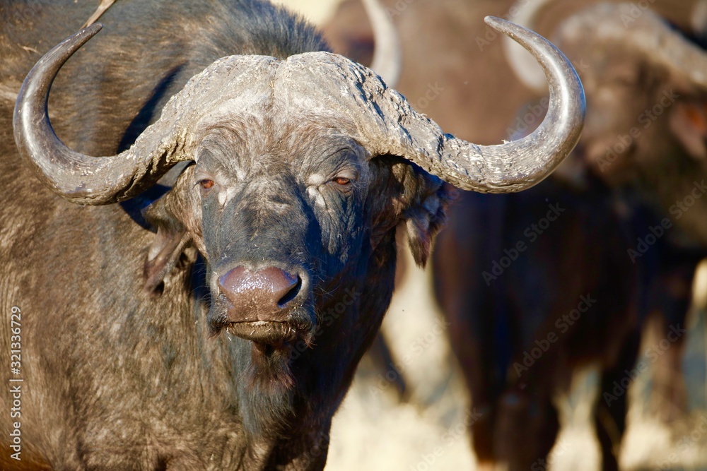 close up of African water buffalo close up of African water buffalo