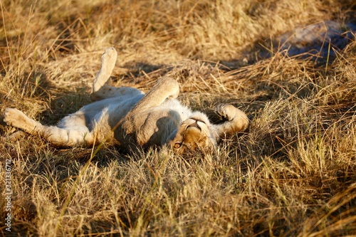 lion cub laying on back playing at sunset looking at camera