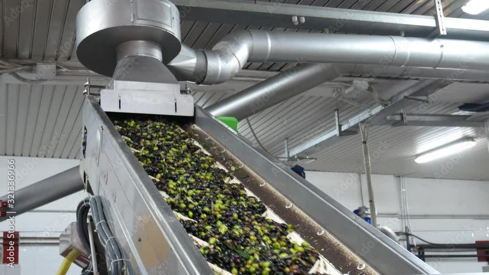 Extraction of Extra Virgin Olive oil with granite stones (washing of drupes) Extraction of Extra Virgin Olive oil with granite stones (washing of drupes)