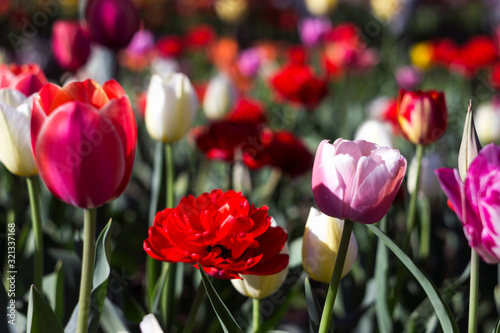 Many bright and colorful tulips bloom in the spring garden. White, pink and red tulips, flowers. Floral background