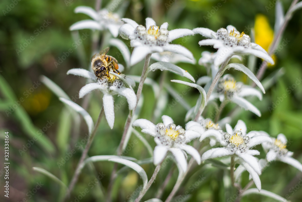 Bee on edelweiss Bee on edelweiss