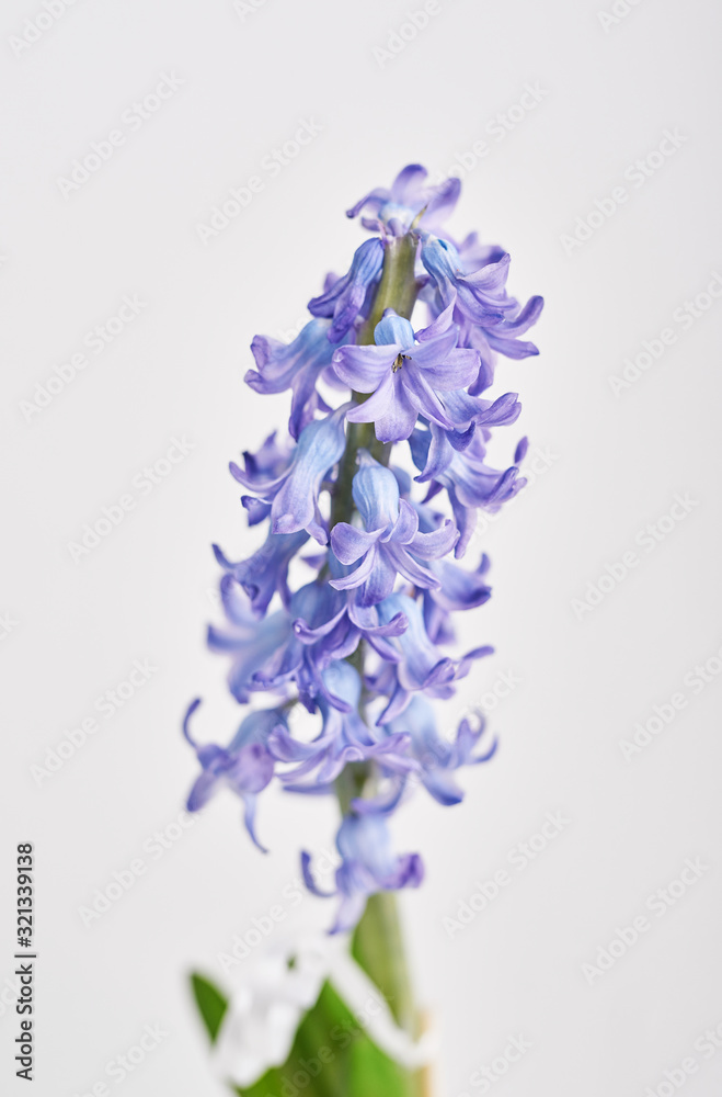 Fototapeta premium Spring card template. Happy Birthday or Easter. Women's Day. Greeting card for mother's day. Congratulation with flowers. Flower card. Copy space. Wedding invitation. Hyacinth on white background