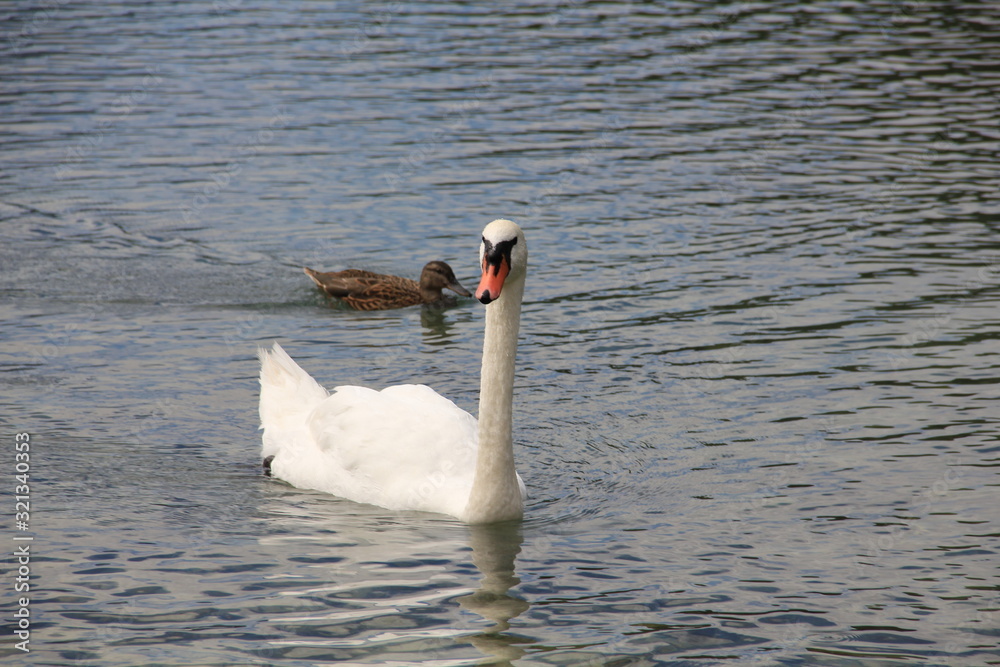 Fototapeta premium swan on lake