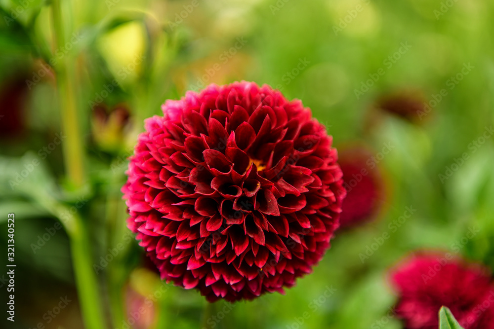 Dalia, Georgia (Dahlia Cav.) - a genus of seed plants belonging to the Asteraceae family Dalia, Georgia (Dahlia Cav.) - a genus of seed plants belonging to the Asteraceae family