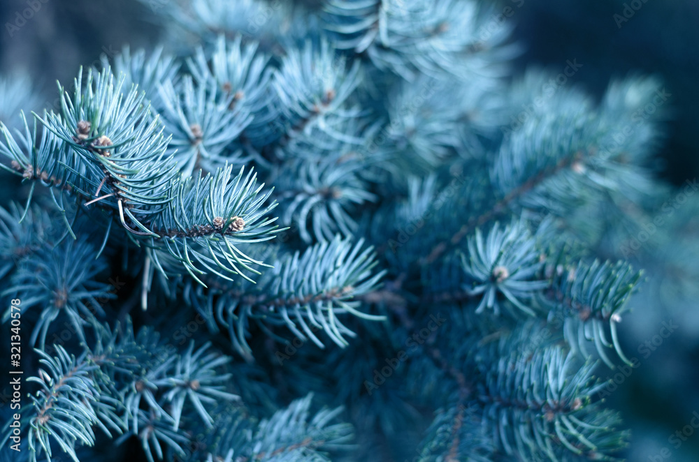Classic blue Christmas fir tree branch outdoor background