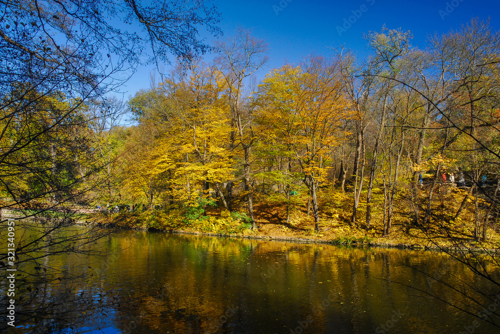 Nice sunny day golden autumn forest park lake  landscape 
