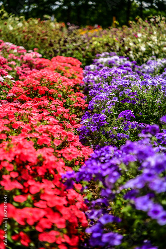 Wallpaper Mural mix two colours flowers Torontodigital.ca