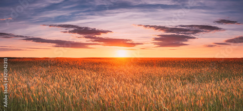 Landscape Of Wheat Field Under Scenic Summer Dramatic Sky In Sunset Dawn Sunrise. Skyline. Panorama, Panoramic View