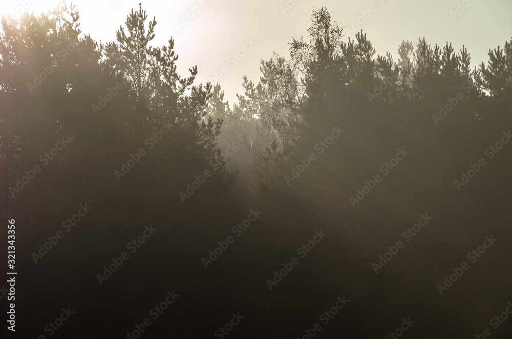 autumn landscape. Mist over the trees. Forest in the fog. Backlight sunlight. Beautiful sunrise in the clear sky. autumn landscape. Mist over the trees. Forest in the fog. Backlight sunlight. Beautiful sunrise in the clear sky.