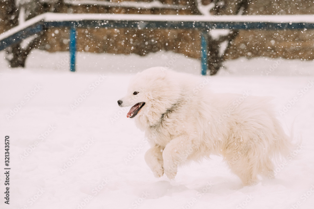 Funny Young White Samoyed Dog Or Bjelkier, Smiley, Sammy Playing Fast Running Outdoor In Snow, Winter Season. Playful Pet Funny Young White Samoyed Dog Or Bjelkier, Smiley, Sammy Playing Fast Running Outdoor In Snow, Winter Season. Playful Pet