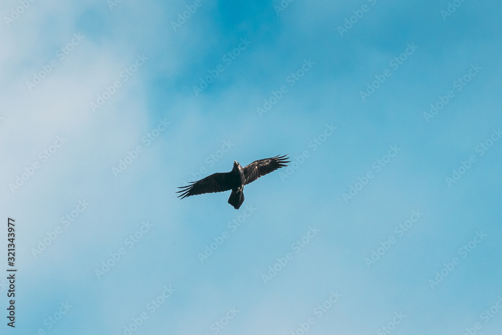 Belarus, Europe. Wild Bird Common Raven - Corvus Corax In Flight Belarus, Europe. Wild Bird Common Raven - Corvus Corax In Flight