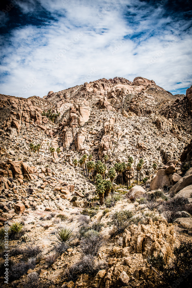 oasis in Mojave Desert