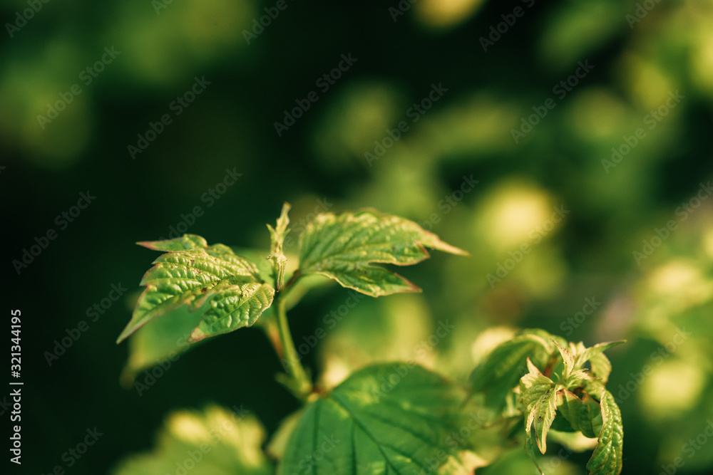Young Spring Green Leaf Leaves Growing In Branch Of Forest Bush Plant Tree During Sunrise Or Sunset. Young Leaf In Sunlight On Boke Bokeh