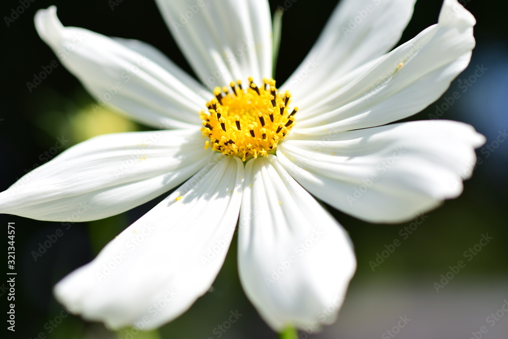 White Daisy Close Up Flower White Daisy Close Up Flower