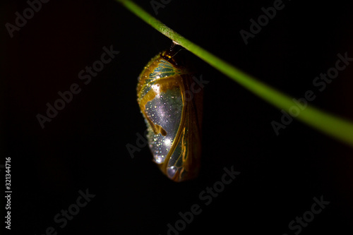 Reflective silver chrome cocoon chrysalis of common crow butterfly hanging from vine