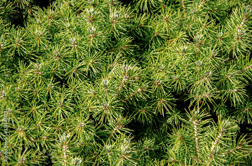 Brightly green prickly branches of a fur-tree or pine. close-up.