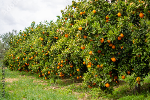Harvest time on orange trees orchard in Greece, ripe yellow navel oranges citrus fruits hanging op tree