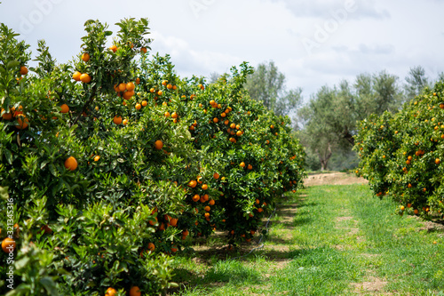 Принти на полотні Harvest time on orange trees orchard in Greece, ripe yellow navel oranges citrus