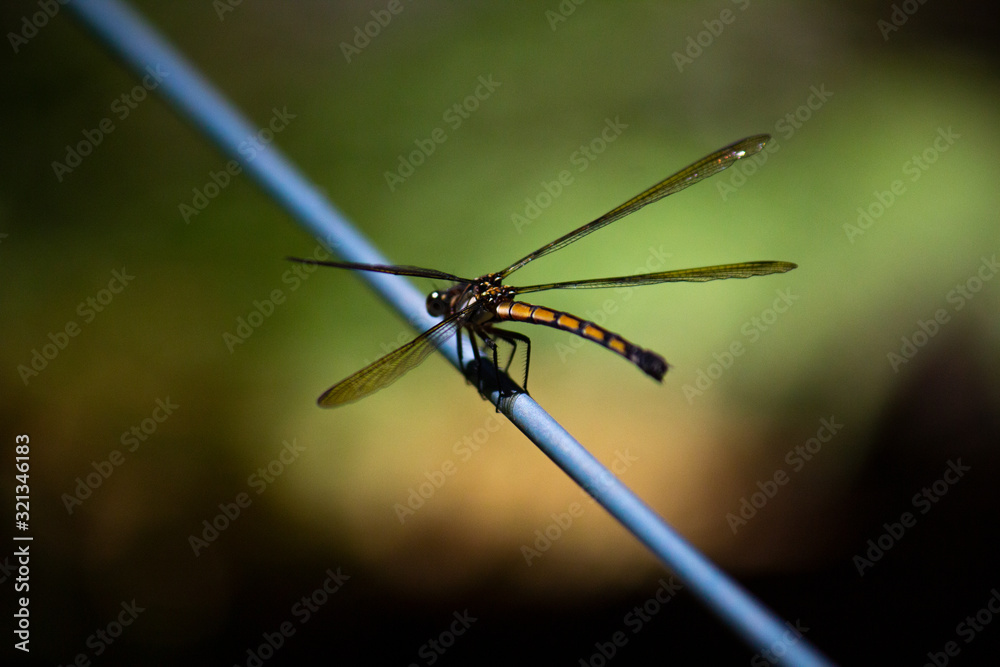 Yellow dragonfly resting on wire fence in summer Yellow dragonfly resting on wire fence in summer
