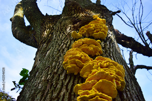 Yellow Mushrooms Autumn Chicken of the Woods