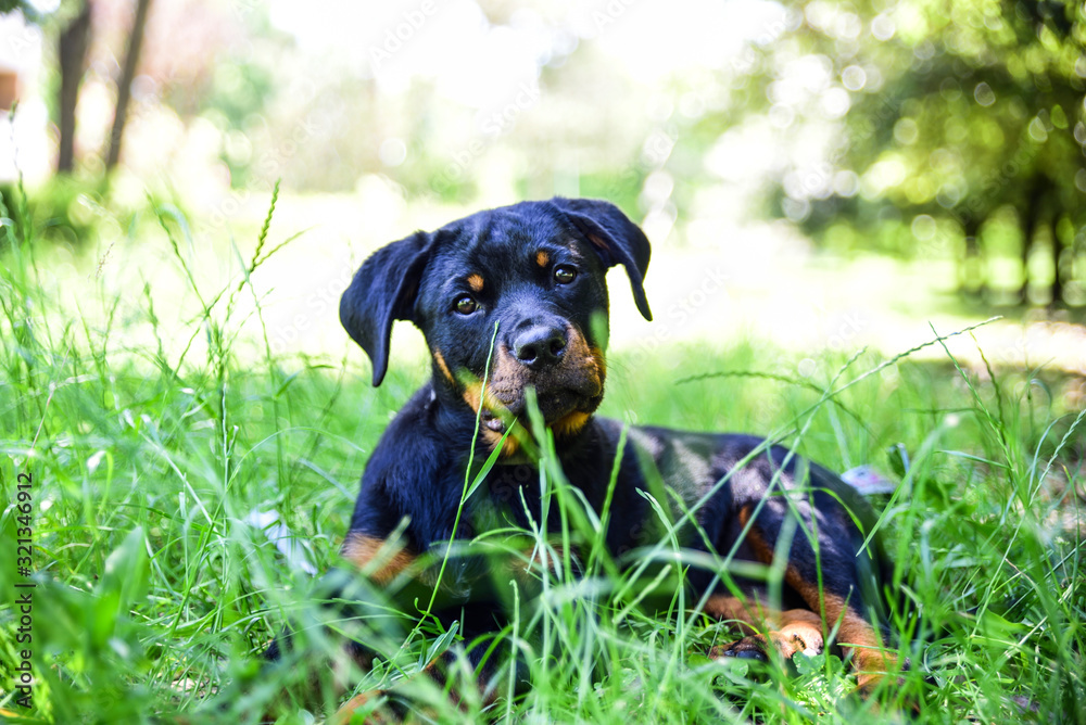 rottweiler puppy lying on the grass rottweiler puppy lying on the grass