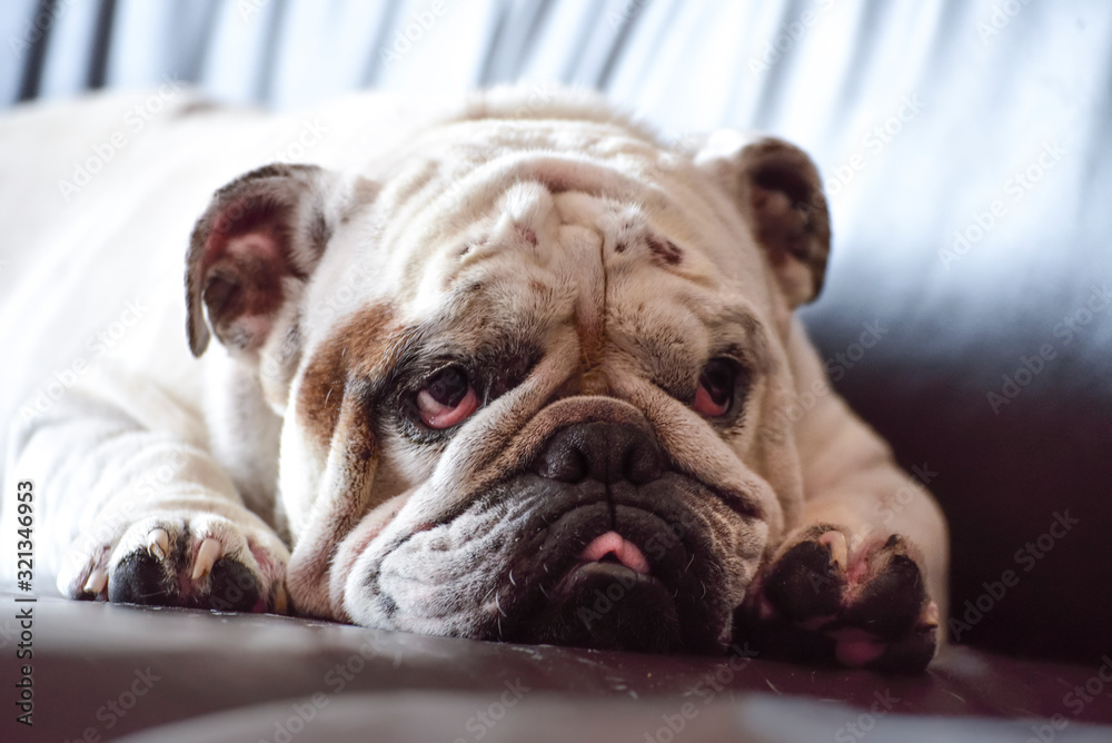 beautiful white english bulldog lying on the sofa beautiful white english bulldog lying on the sofa
