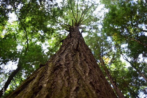 view tree trunk below above bark leaves