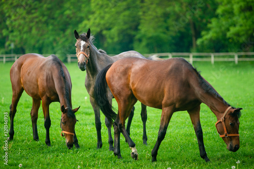 piękne konie na łące, pastwisko i ogrodzenie © Piotr Szpakowski