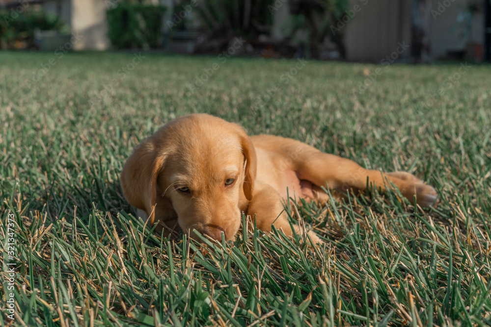 Golden Labrador Retriever Puppy Golden Labrador Retriever Puppy