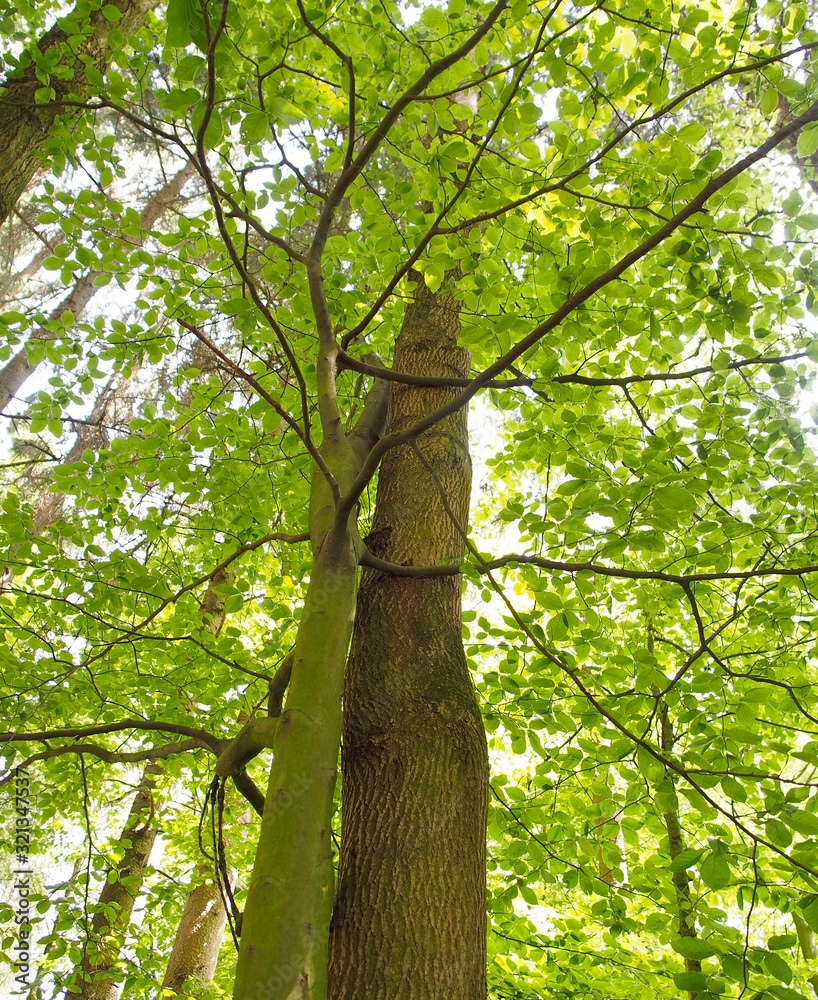 Obraz premium Symbiose - zwei Bäume eng umschlungen im Wald