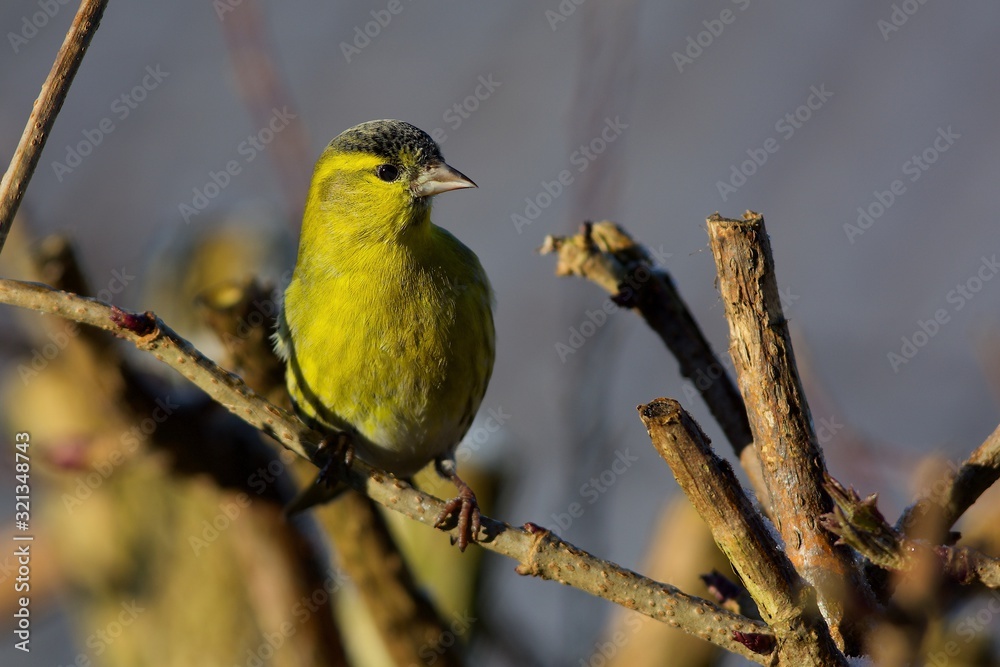 Obraz premium Eurasian siskin in a cose up,Sweden